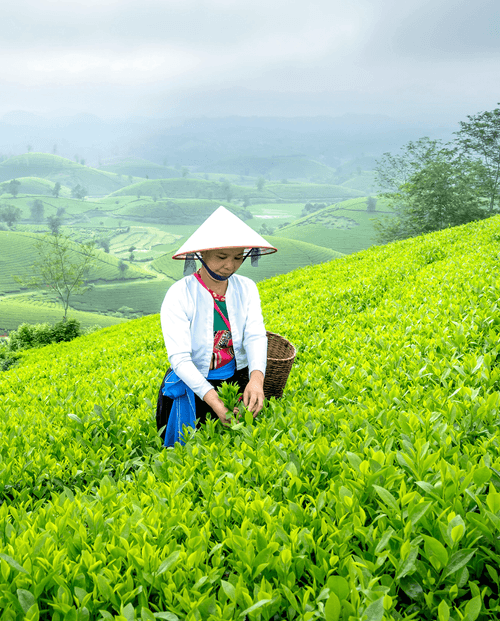 Farmer picking crops in a Vietnamese field