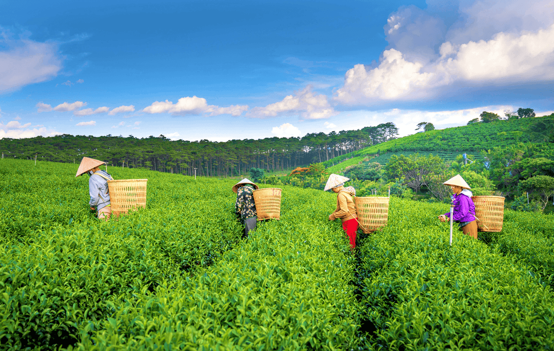 Nature Enrich vision — sustainable production and export